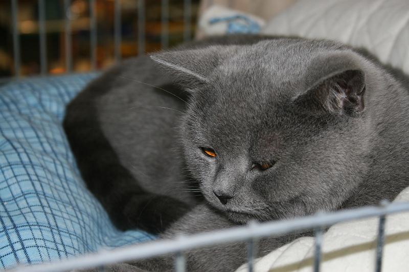 IMG_6742 Rubinie von ROWA-CATS, BRI a